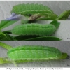 pleb idas larva4 volg1